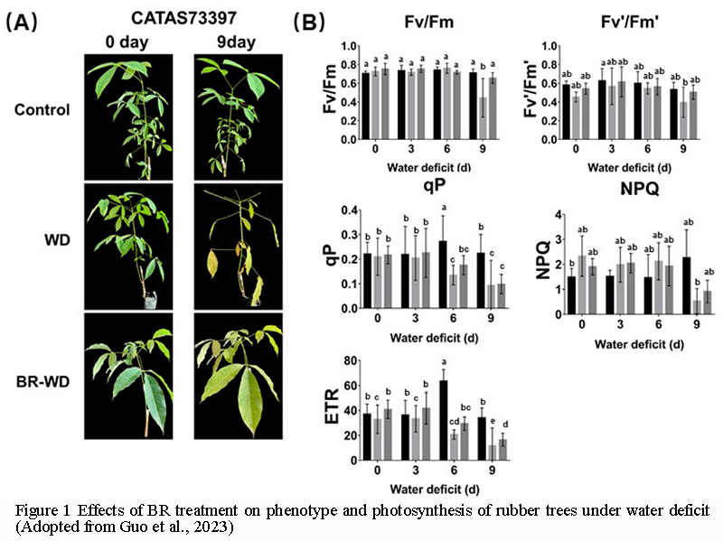Advances in Genetic Regulation of Latex Biosynthesis and Wounding ...